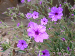 Mirabilis ovata
