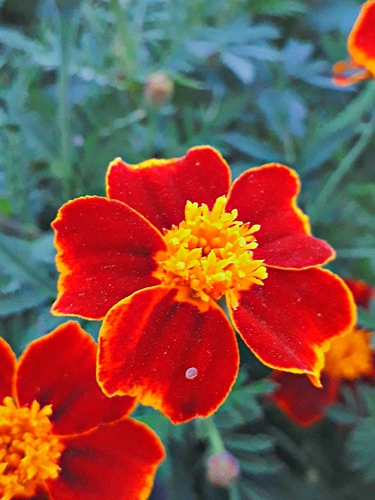Marigold plant photo (Tagetes patula)