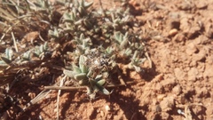 Trichodiadema barbatum