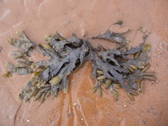 Fucus vesiculosus