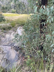 Austrostipa pubescens