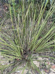 Austrostipa pubescens