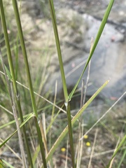 Austrostipa pubescens