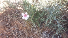 Pachypodium bispinosum