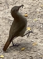 Furnarius rufus