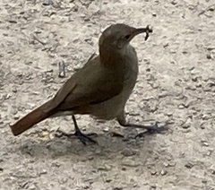Furnarius rufus