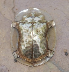 Aspidimorpha quadriremis