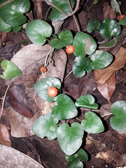 Geophila repens