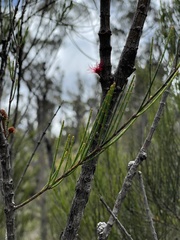 Allocasuarina rigida
