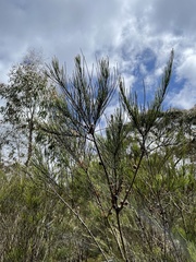 Allocasuarina rigida