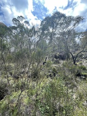 Allocasuarina rigida