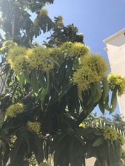 Xanthostemon