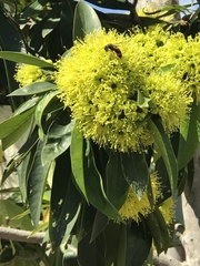 Xanthostemon chrysanthus