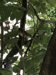 Passer montanus