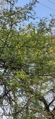 Vachellia nilotica