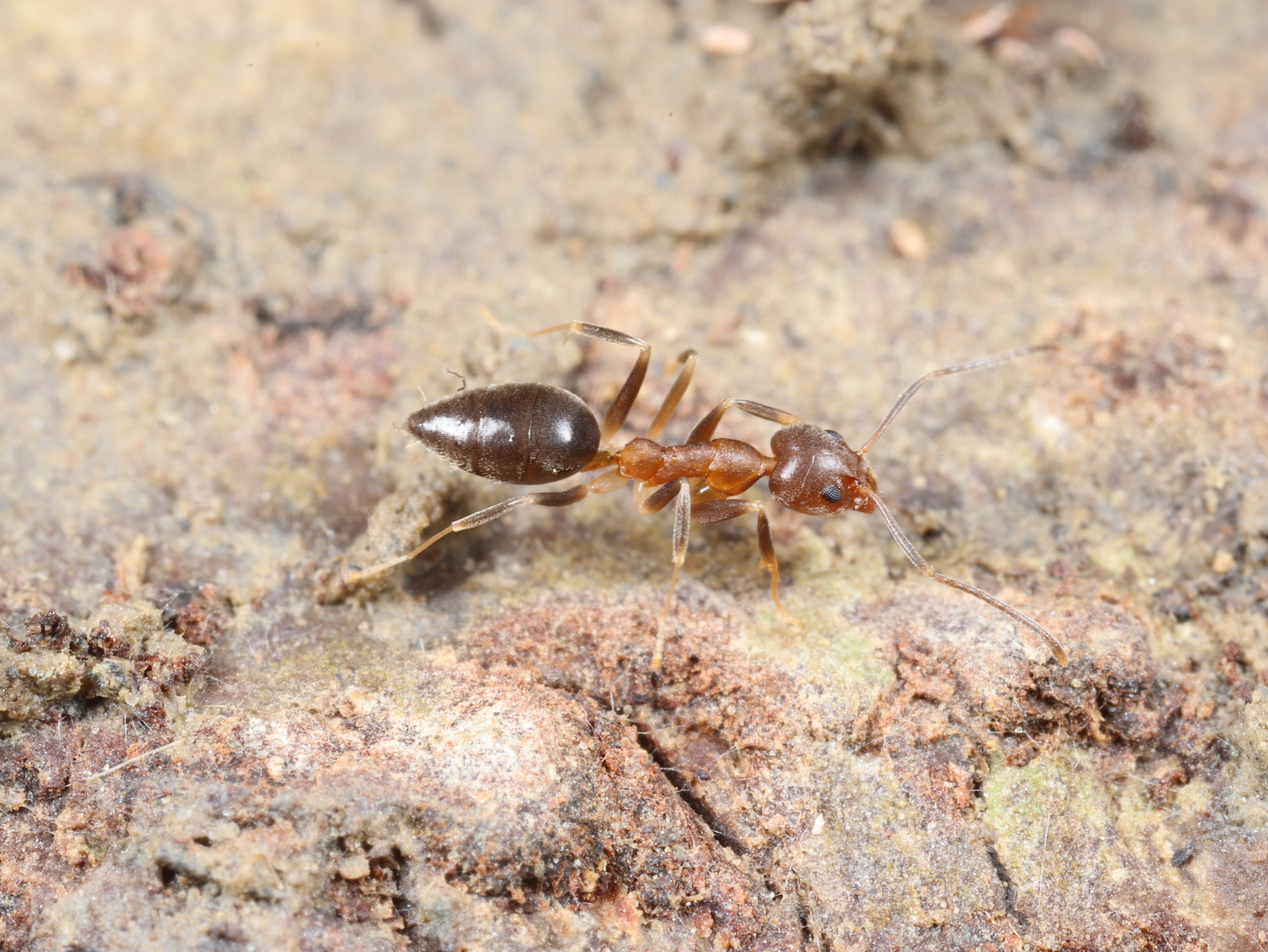 Technomyrmex horni