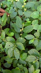 Elatostema parvum