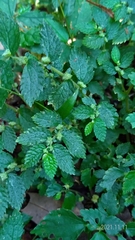 Elatostema parvum