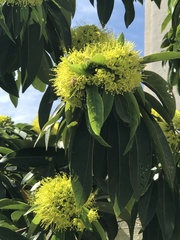 Xanthostemon