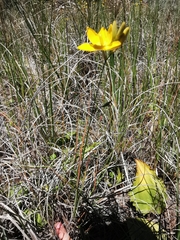 Ixia sarmentosa