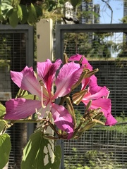 Bauhinia × blakeana