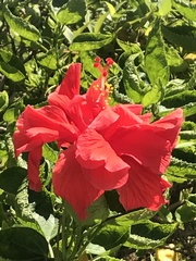 Hibiscus