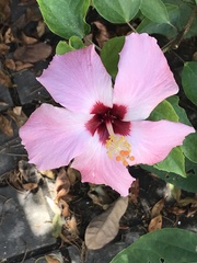 Hibiscus