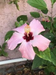 Hibiscus