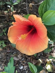 Hibiscus