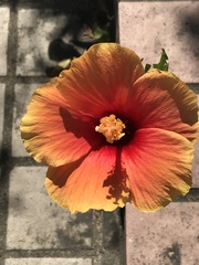 Hibiscus