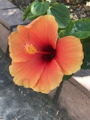 Hibiscus