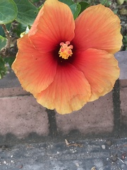 Hibiscus