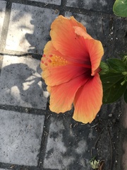 Hibiscus