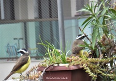 Pitangus sulphuratus