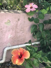 Hibiscus