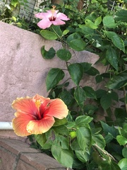 Hibiscus