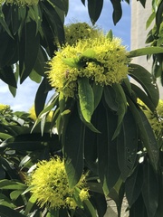 Xanthostemon