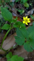 Ranunculus silerifolius