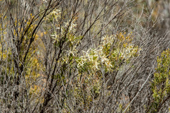 Clematis leptophylla