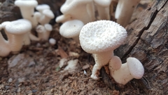 Lentinus squarrosulus
