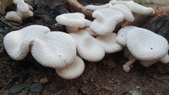 Lentinus squarrosulus