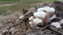 Lentinus squarrosulus