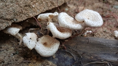 Lentinus squarrosulus