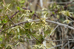 Clematis leptophylla