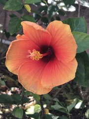 Hibiscus