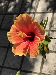 Hibiscus