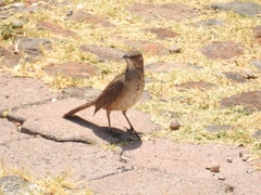 Toxostoma curvirostre