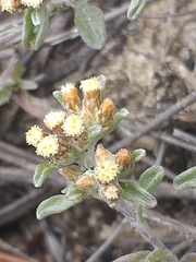 Helichrysum litorale