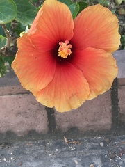 Hibiscus