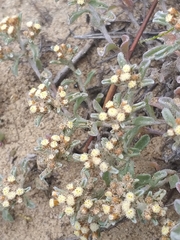 Helichrysum litorale